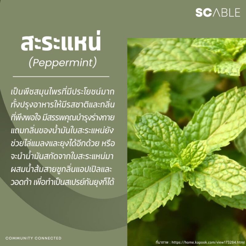 SC ABLE :: บริษัทบริหารงานนิติบุคคล
