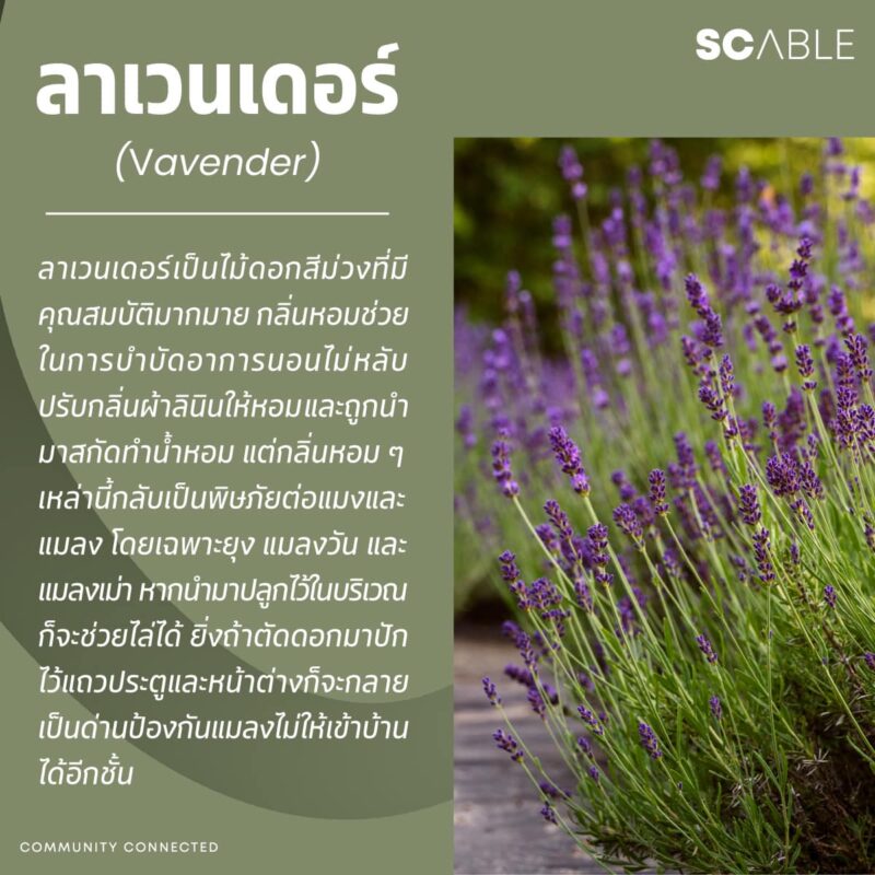 SC ABLE :: บริษัทบริหารงานนิติบุคคล