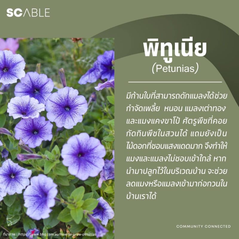 SC ABLE :: บริษัทบริหารงานนิติบุคคล